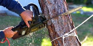 Best Arborist Consultation Services  in Stanton, CA