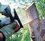 Best Fruit Tree Pruning  in Stanton, CA