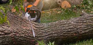 Best Tree Cabling and Bracing  in Stanton, CA
