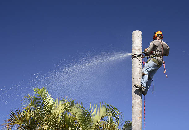 Best Lawn Watering Services  in Stanton, CA