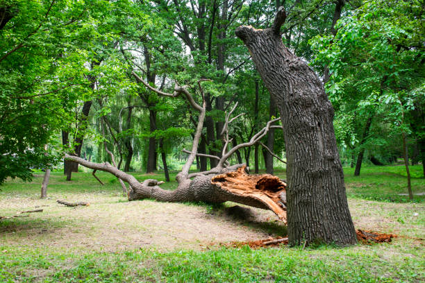 Best Tree Trimming and Pruning  in Stanton, CA