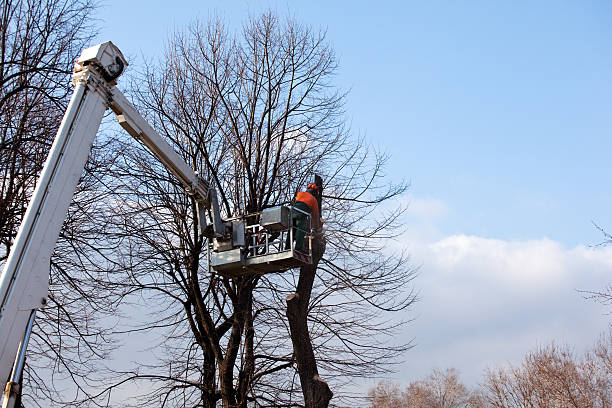  Stanton, CA Tree Care Pros