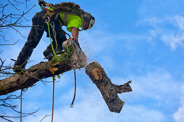 Best Lot and Land Clearing  in Stanton, CA