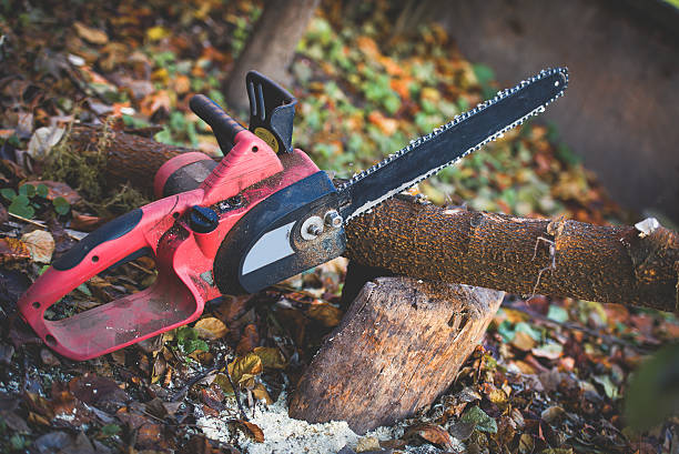 Professional Tree Care in Stanton, CA
