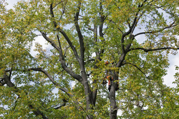 How Our Tree Care Process Works  in  Stanton, CA